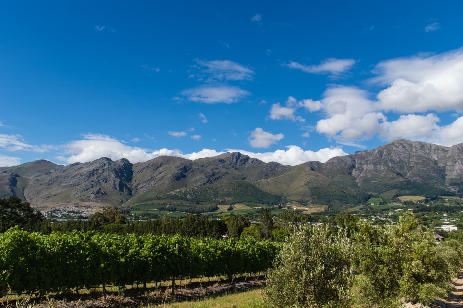 Reben und Olivenbäume, dahinter der Ort Franschhoek am Fuß der Berge