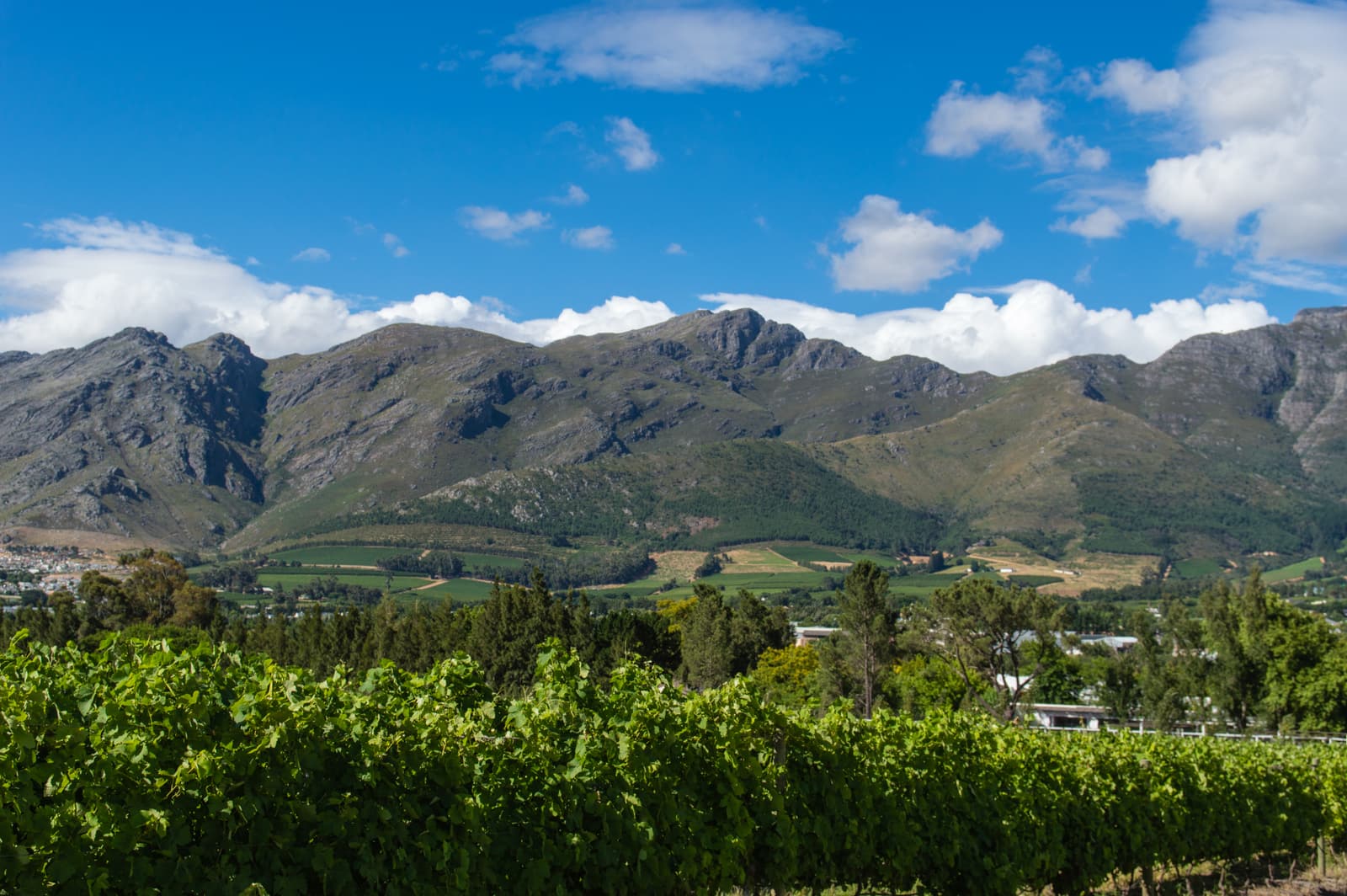 Weinberge vor einer lang gestreckten Bergkette, im Tal die Häuser von Franschhoek