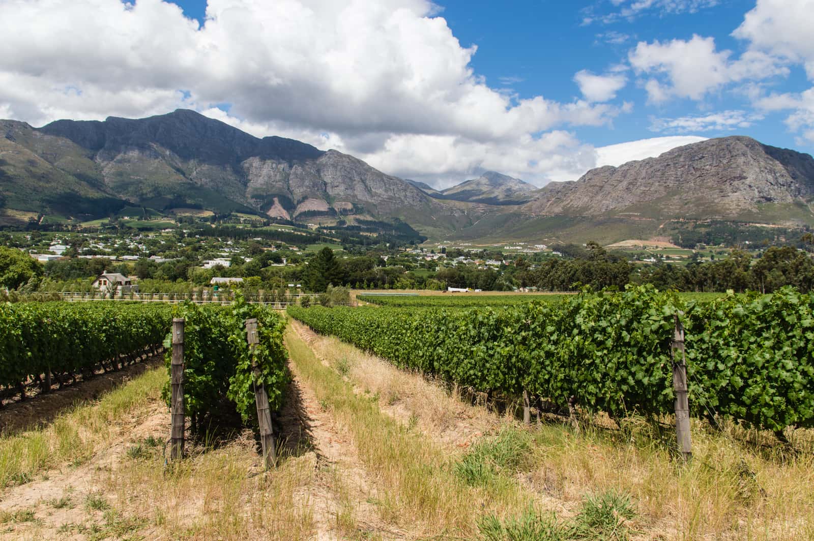 Rebzeilen vor Franschhoek, dahinter der Ort und eine schroffe Bergkette unter Wolken