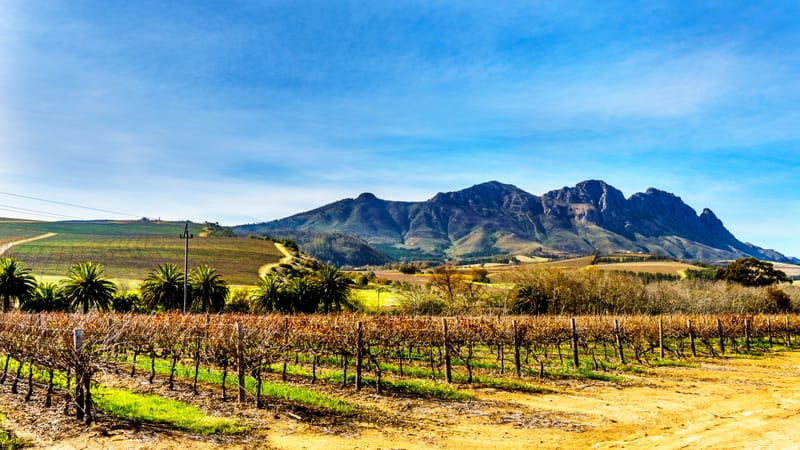 Kahle Winterreben und Palmen, dahinter der Simonsberg bei Stellenbosch unter blauem Himmel