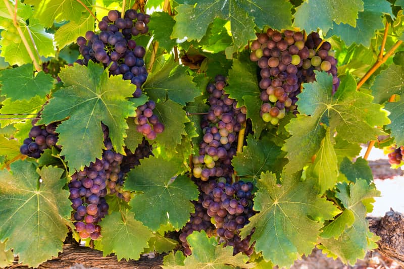 Reife rote Trauben zwischen Weinlaub, formatfüllend