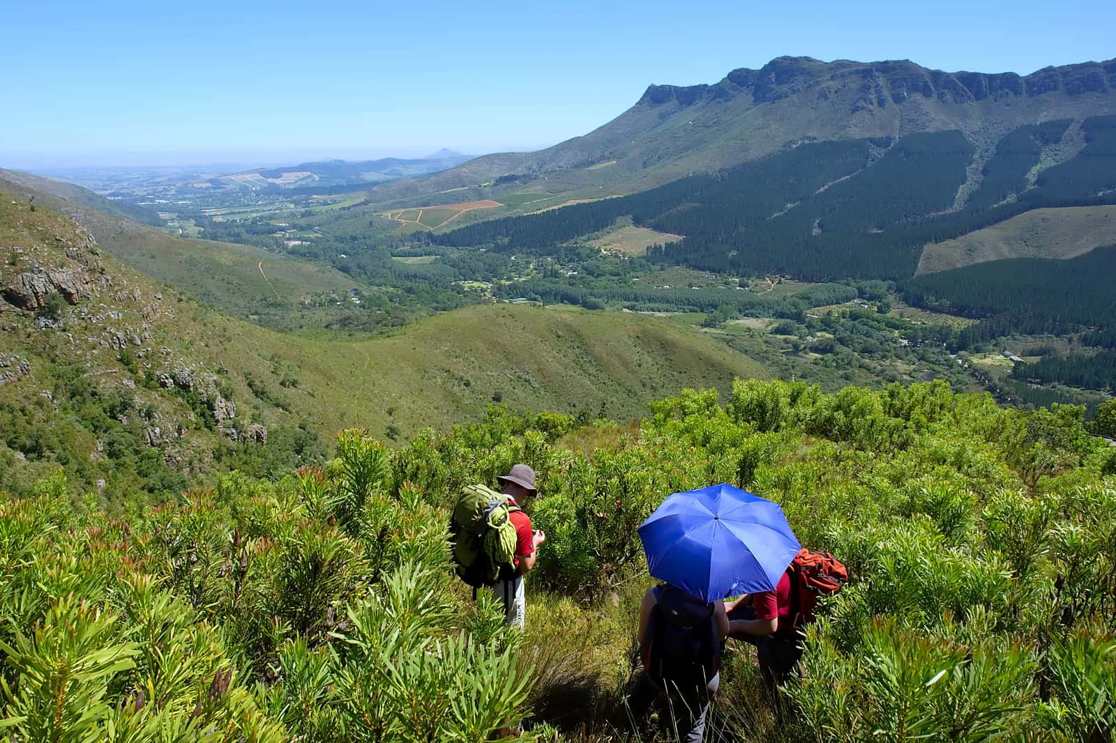 Wanderer im blühenden Fynbos, einer mit blauem Schirm, darunter ein Tal mit Weinbergen und eine flache Bergkette