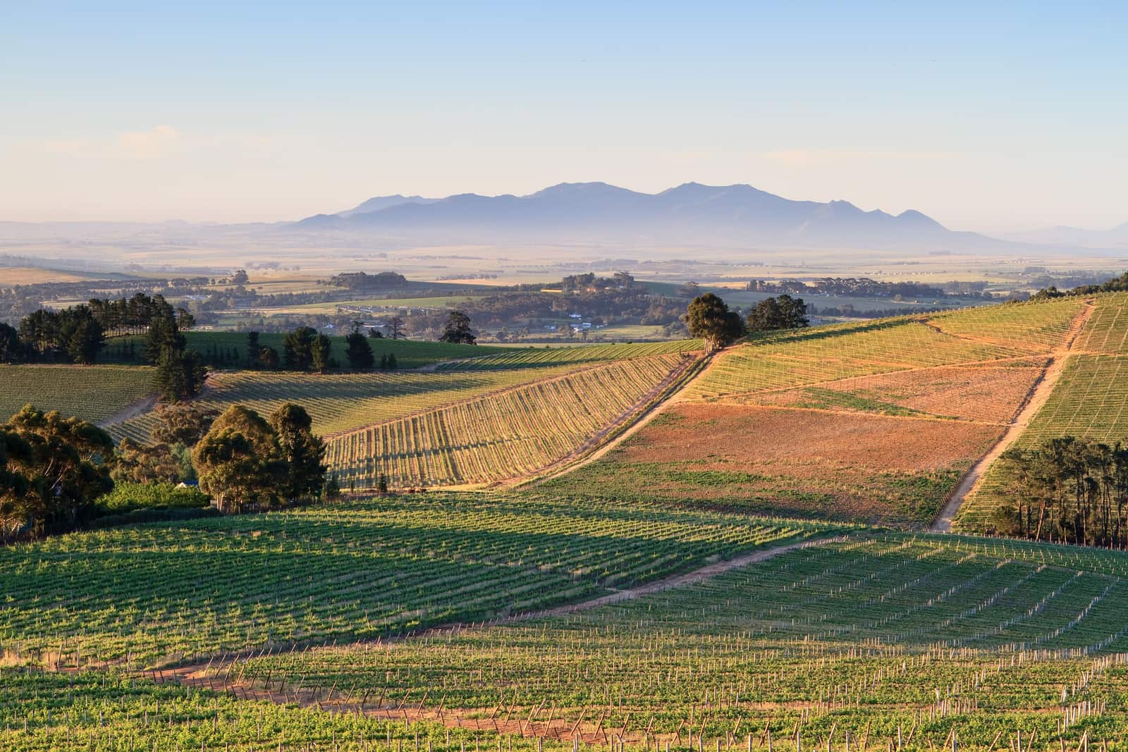 Rolling vineyards with rows of trees and a mountain range in the distance